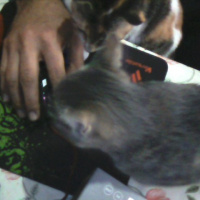 Tekir Kedi, Kedi  Kozmonot fotoğrafı