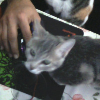 Tekir Kedi, Kedi  Kozmonot fotoğrafı