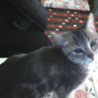 Tekir Kedi, Kedi  Kozmonot fotoğrafı