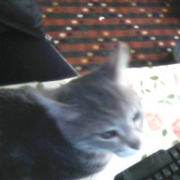 Tekir Kedi, Kedi  Kozmonot fotoğrafı