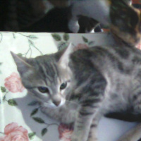 Tekir Kedi, Kedi  Kozmonot fotoğrafı