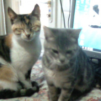 Tekir Kedi, Kedi  Kozmonot fotoğrafı