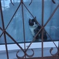 Tekir Kedi, Kedi  Bulut fotoğrafı