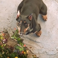Doberman Pinscher, Köpek  Ares fotoğrafı
