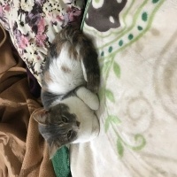 Tekir Kedi, Kedi  Minnoş fotoğrafı