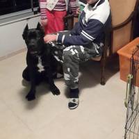 Cane Corso Italiano, Köpek  kara fotoğrafı