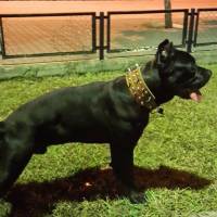 Cane Corso Italiano, Köpek  kara fotoğrafı