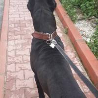 Cane Corso Italiano, Köpek  kara fotoğrafı