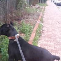 Cane Corso Italiano, Köpek  kara fotoğrafı