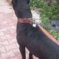 Cane Corso Italiano, Köpek  kara fotoğrafı