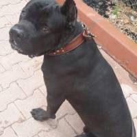 Cane Corso Italiano, Köpek  kara fotoğrafı