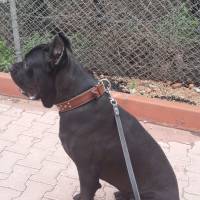 Cane Corso Italiano, Köpek  kara fotoğrafı