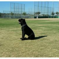 Cane Corso Italiano, Köpek  kara fotoğrafı