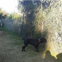 Cane Corso Italiano, Köpek  kara fotoğrafı