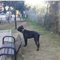 Cane Corso Italiano, Köpek  kara fotoğrafı