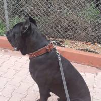 Cane Corso Italiano, Köpek  kara fotoğrafı