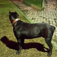 Cane Corso Italiano, Köpek  kara fotoğrafı