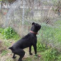 Cane Corso Italiano, Köpek  kara fotoğrafı