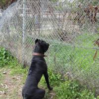 Cane Corso Italiano, Köpek  kara fotoğrafı