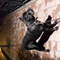 Cane Corso Italiano, Köpek  kara fotoğrafı