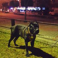 Cane Corso Italiano, Köpek  kara fotoğrafı