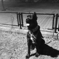 Cane Corso Italiano, Köpek  kara fotoğrafı