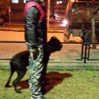 Cane Corso Italiano, Köpek  kara fotoğrafı