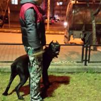 Cane Corso Italiano, Köpek  kara fotoğrafı