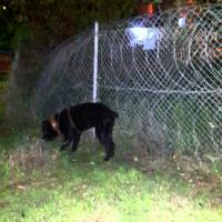 Cane Corso Italiano, Köpek  kara fotoğrafı