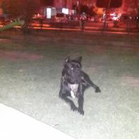 Cane Corso Italiano, Köpek  kara fotoğrafı