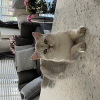 British Shorthair, Kedi  Asil fotoğrafı