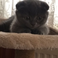 Scottish Fold, Kedi  Duman fotoğrafı