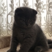 Scottish Fold, Kedi  Duman fotoğrafı