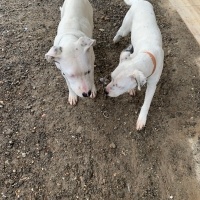Dogo Arjantin, Köpek  Teresa&Mendosa fotoğrafı