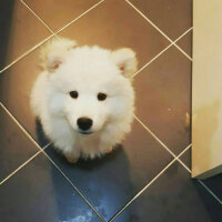 Samoyed, Köpek  Alfa fotoğrafı