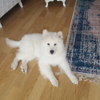 Samoyed, Köpek  Alfa fotoğrafı