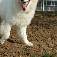 Samoyed, Köpek  Alfa fotoğrafı