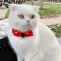 Scottish Fold, Kedi  Sakız fotoğrafı