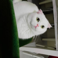 Scottish Fold, Kedi  Sakız fotoğrafı