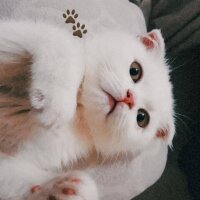 Scottish Fold, Kedi  Sakız fotoğrafı