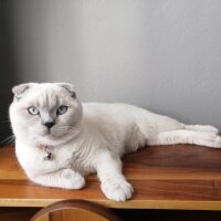 Scottish Fold, Kedi  Pamuk fotoğrafı