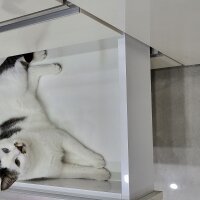 Ankara Kedisi, Kedi  Carew fotoğrafı