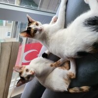 Ankara Kedisi, Kedi  Carew fotoğrafı