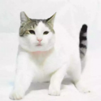 Tekir Kedi, Kedi  Leo fotoğrafı