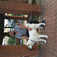 Akita İnu, Köpek  Beyaz fotoğrafı