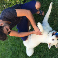 Akita İnu, Köpek  Beyaz fotoğrafı