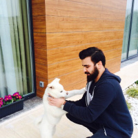 Akita İnu, Köpek  Beyaz fotoğrafı