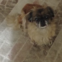 Pekingese, Köpek  Fıstık fotoğrafı