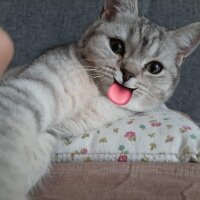 British Shorthair, Kedi  Mina fotoğrafı