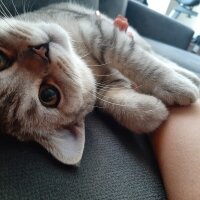 British Shorthair, Kedi  Mina fotoğrafı